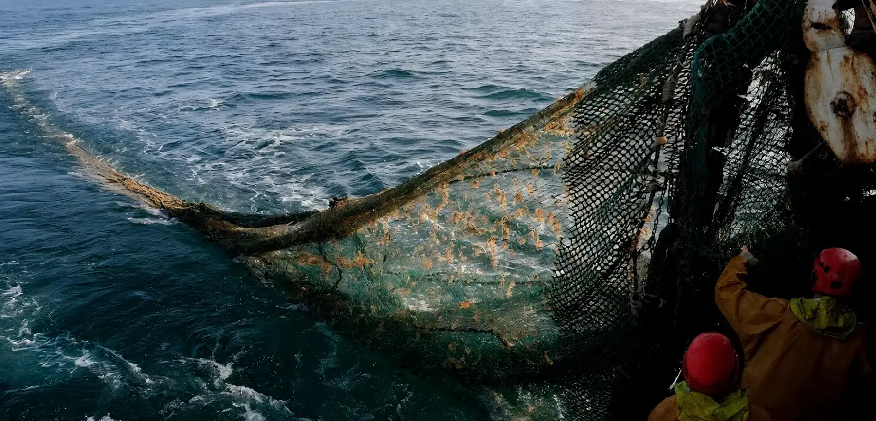 Красная икра оптом от производителя